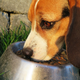 Image for article titled FDA Says It's Still Investigating Possible Link Between Some Dog Foods and Canine Heart Disease